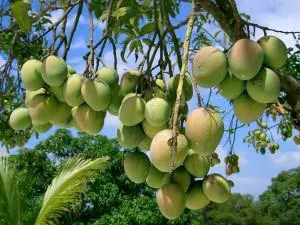 Afrikanische Mango