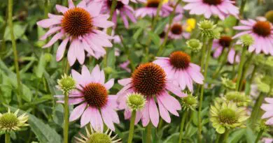 echinacea 413483 1920