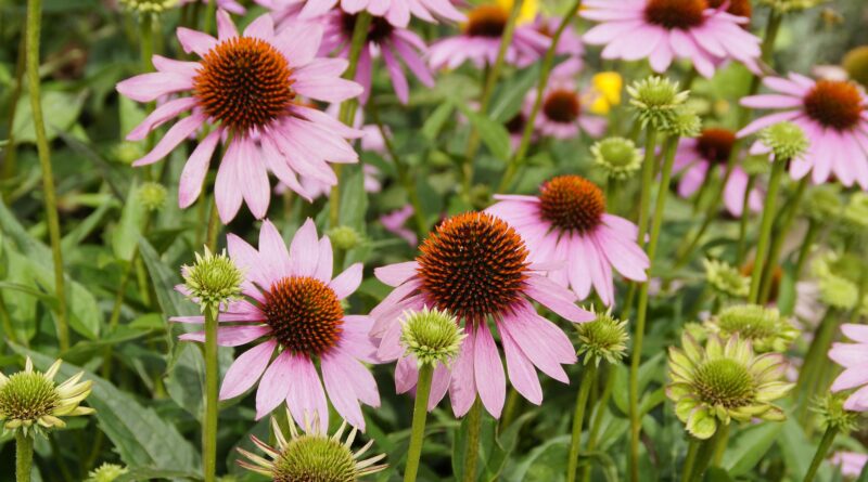 echinacea 413483 1920