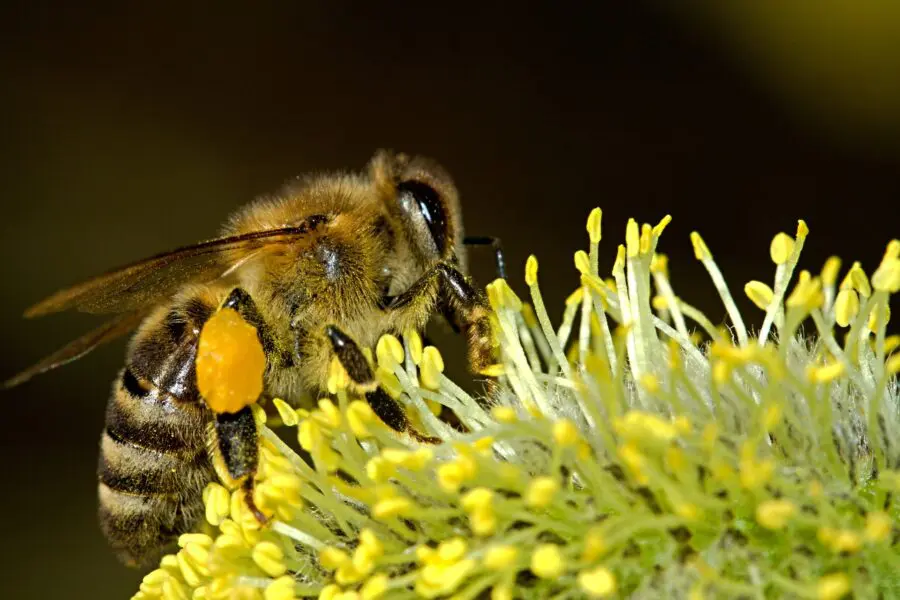 bees 18192 1920