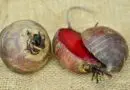 Rote Bete – die unterschätzte Knolle