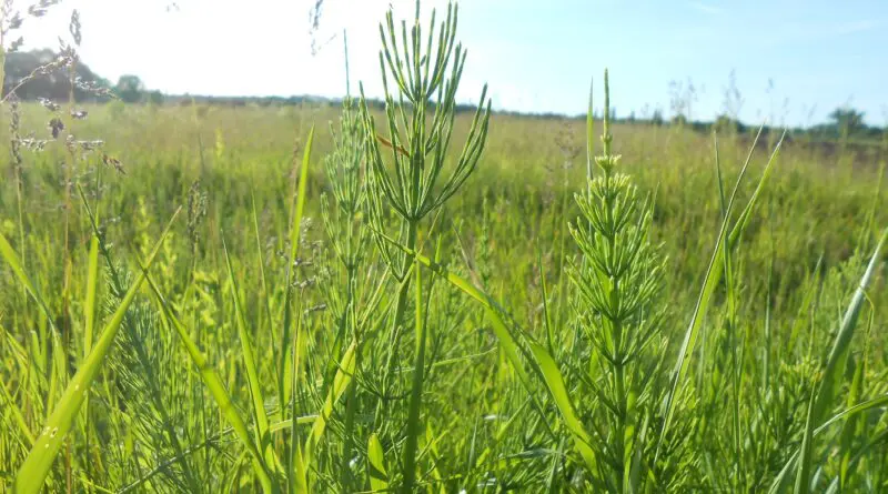 horsetail 2423175 1920