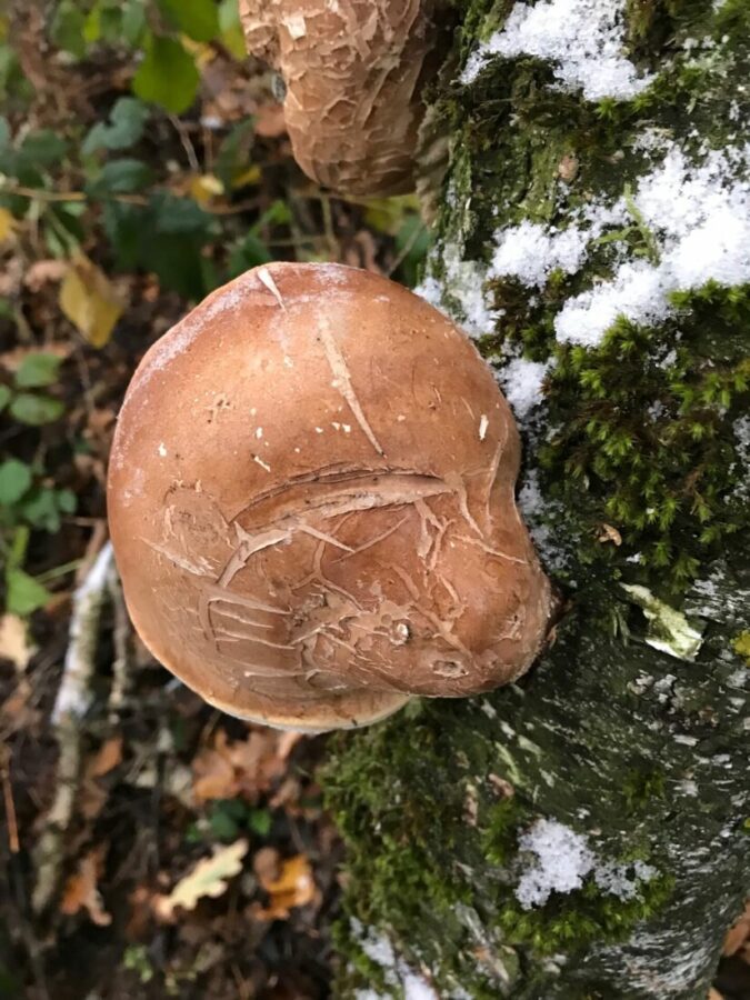 Birkenporling - Wirkung und Dosierung