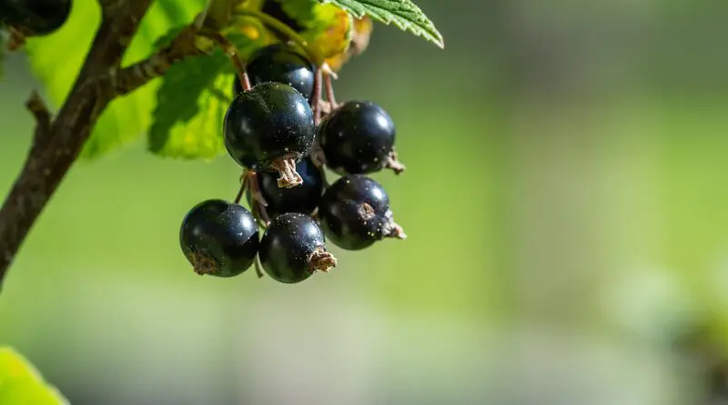 Schwarze Johannisbeere