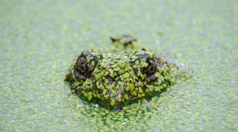 Wasserlinsen