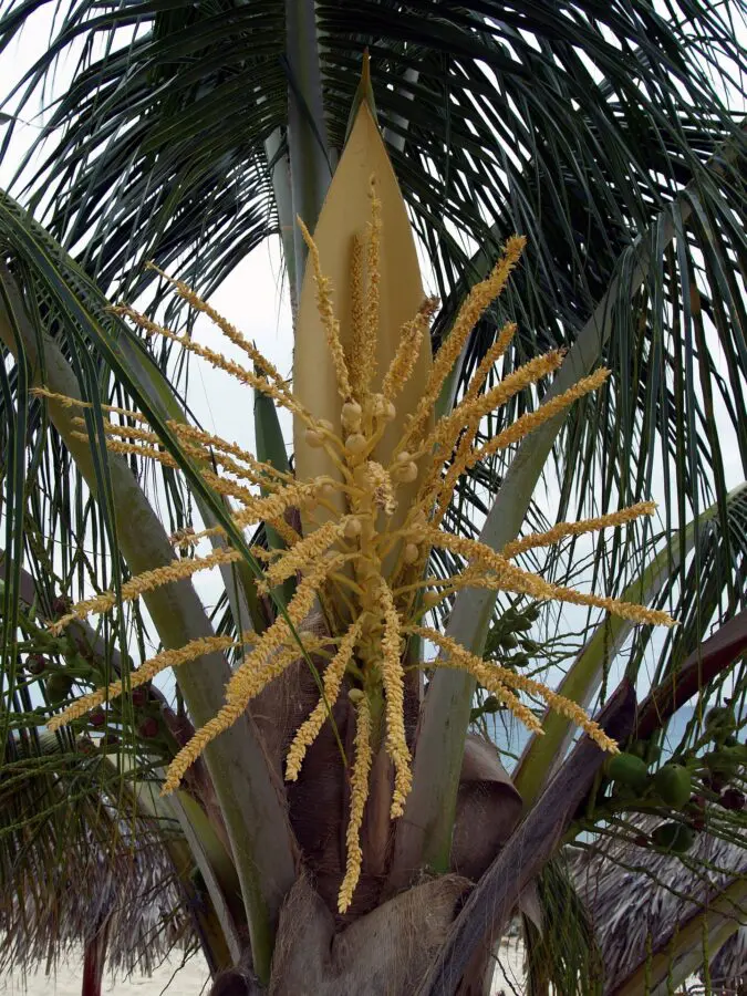 Kokos