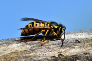 Insekten - Gefährliche Plagegeister 3 anaphylaktischer Schock
