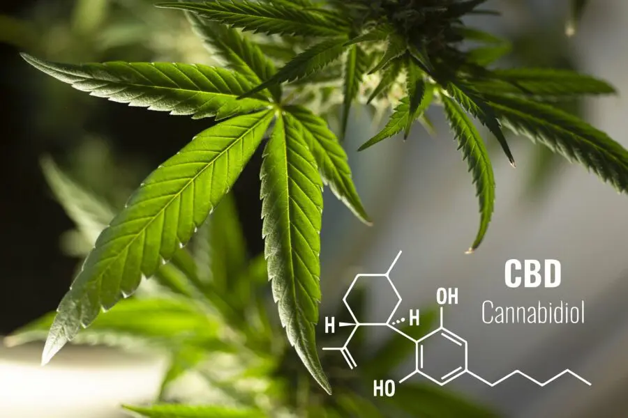 Medizinisches Cannabis
