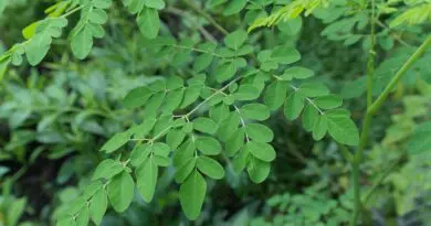 Moringa2