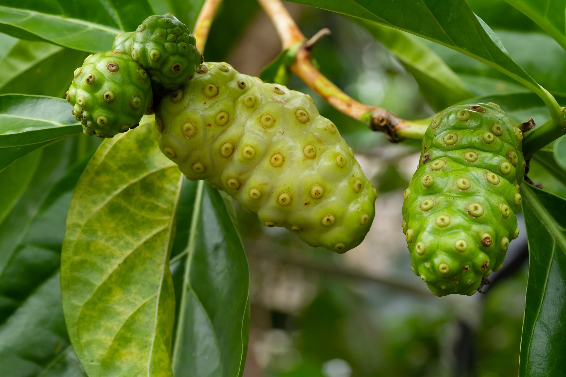 Noni Saft Das natürliche Superfood für dein Wohlbefinden 🍃
