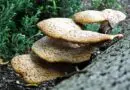 Vitalpilze