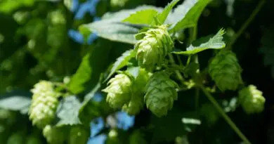 hopfen