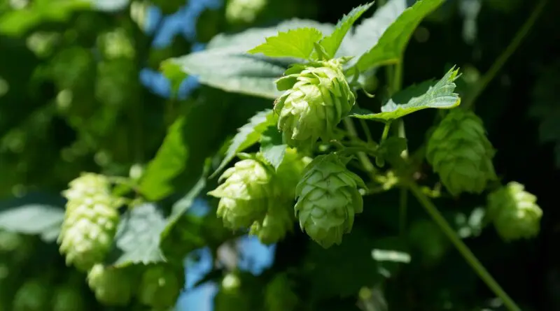 hopfen