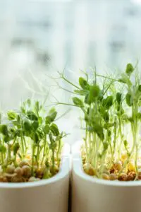 Microgreens