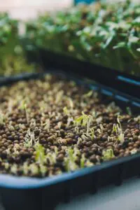 Microgreens