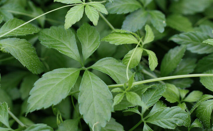 Jiaogulan – Das Unsterblichkeitskraut