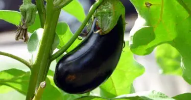 Aubergine