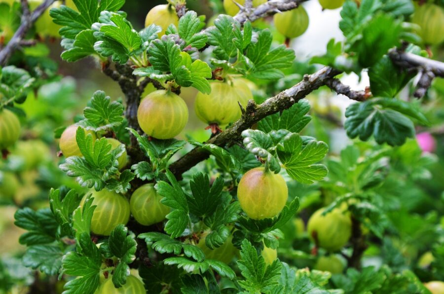 Stachelbeeren gesund