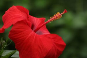 Abnehmen mit Hibiskus