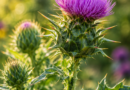 Mariendistel und Leber